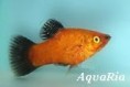  XIPHOPHORUS MACULATUS WG